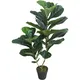 Chậu Cây Bàng JWS2924