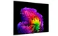 Smart Tivi LG OLED AI 4K 77 Inch OLED77G6PSA 0