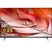 Android Tivi Sony 4K 50 Inch XR-50X90J 1