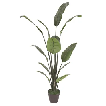 Chậu Cây Chuối Cảnh JWS2808 0