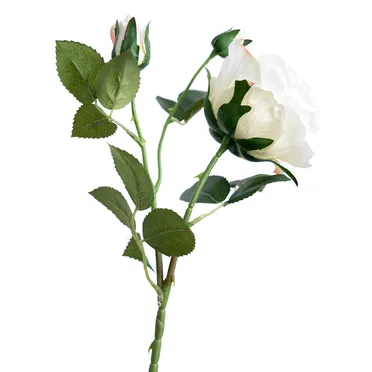 Nhánh Hoa Hồng Trắng ECOFF3