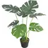 Chậu Cây Trầu Bà JWS281