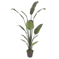 Chậu Cây Chuối Cảnh JWS2808