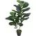 Chậu Cây Bàng JWS2924