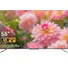 TCL Android Tivi QLED 4K 55 Inch 55C715