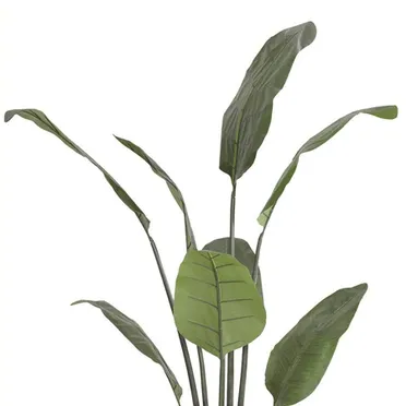 Chậu Cây Chuối Cảnh JWS2808 1
