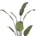 Chậu Cây Chuối Cảnh JWS2808 1