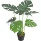Chậu Cây Trầu Bà JWS281
