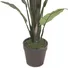 Chậu Cây Chuối Cảnh JWS2808