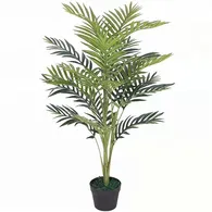 Chậu Cây Cau Vàng JWS2833